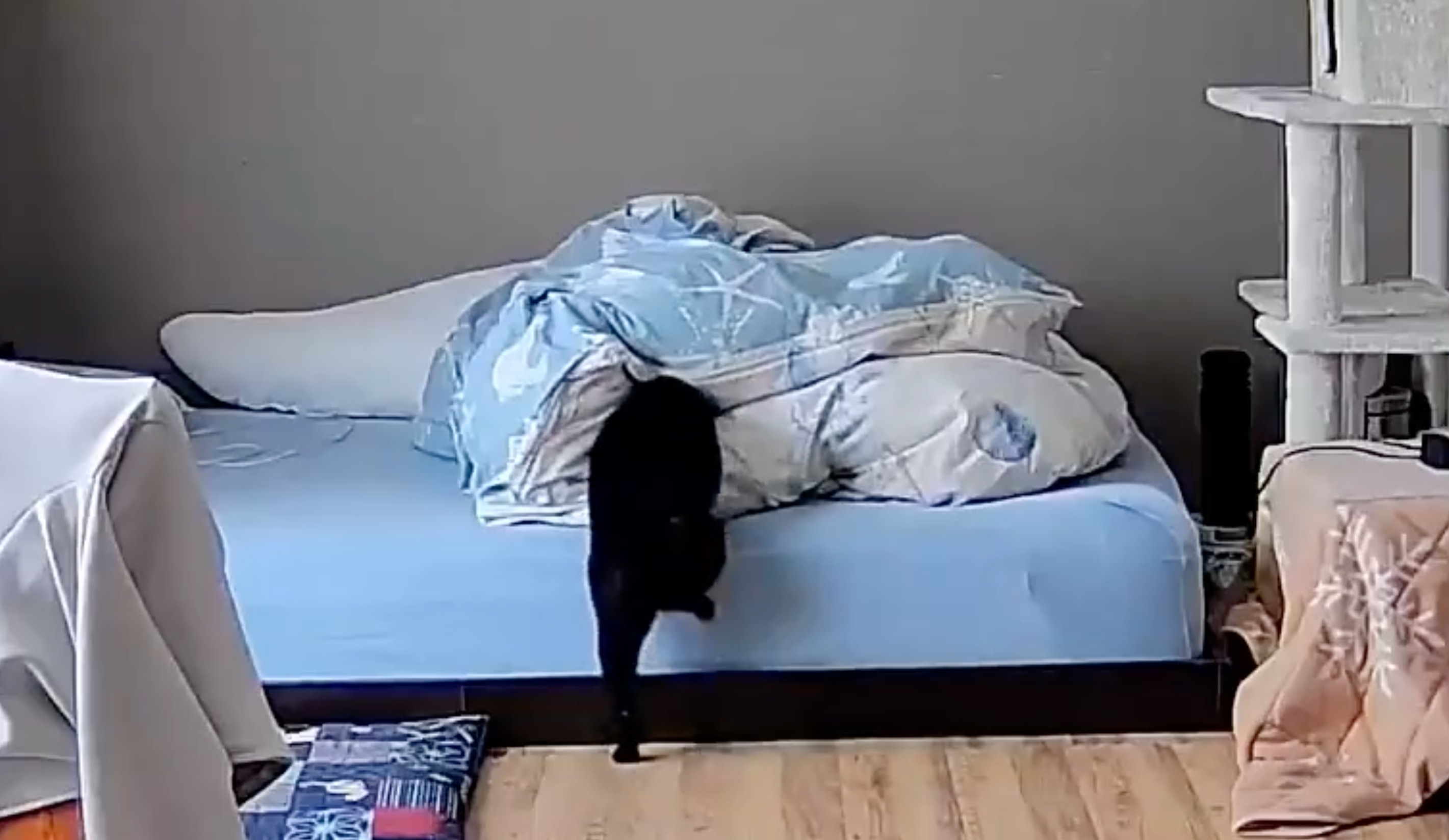 ベッドの上に青いカバーをかけた山のような布団と、その前にいる黒猫。