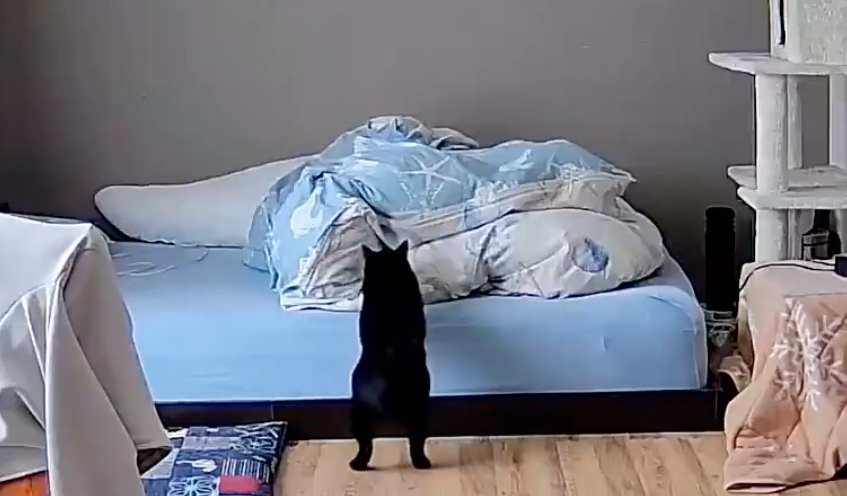 黒猫がベッドを見上げている。ベッドには散らばった青い布団がある。