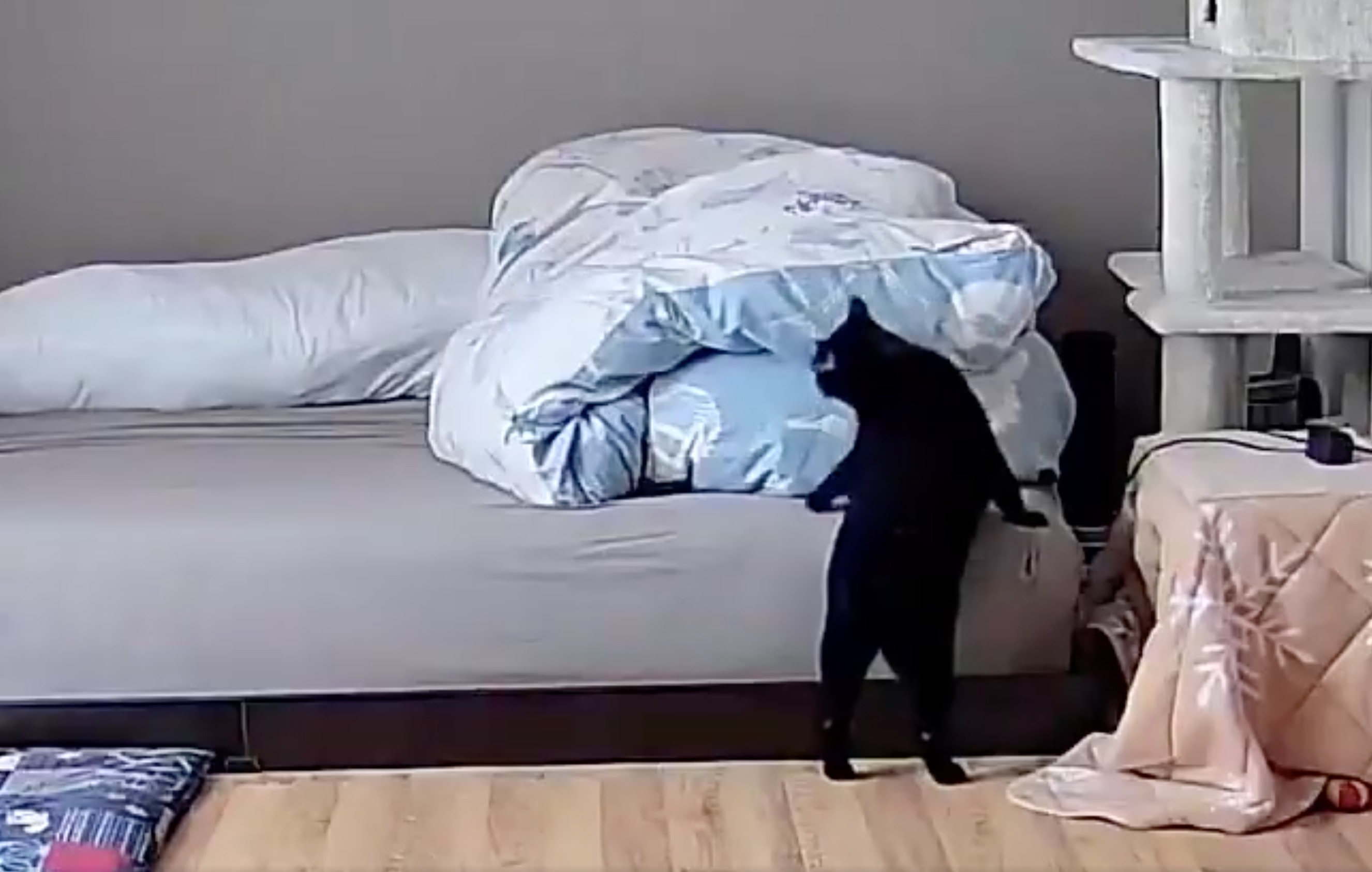 ベッドに登ろうとする猫