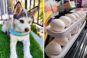 Left: A small dog on artificial grass. Right: A carton of eggs on a supermarket shelf
