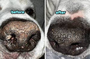 Close-up of a dog's nose before and after using a treatment balm