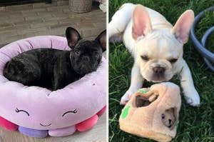 on left: black frenchie sitting in pink squishmallow bed. on right: white frenchie playing with plush squirrel in burrow toy