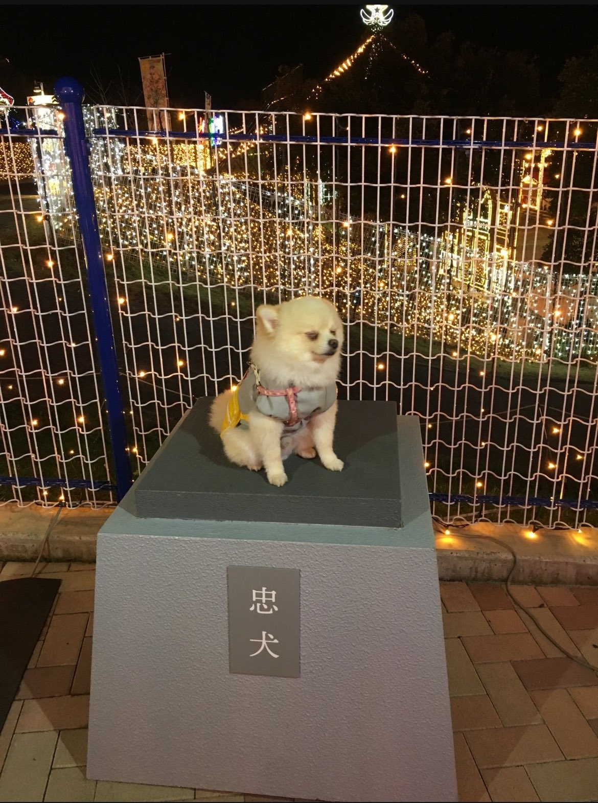 イルミネーションが飾られた公園にいる犬。