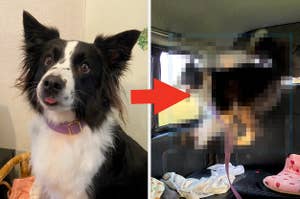 左側にはボーダーコリーの犬が、右側にはピクセル化され識別できない画像があります。