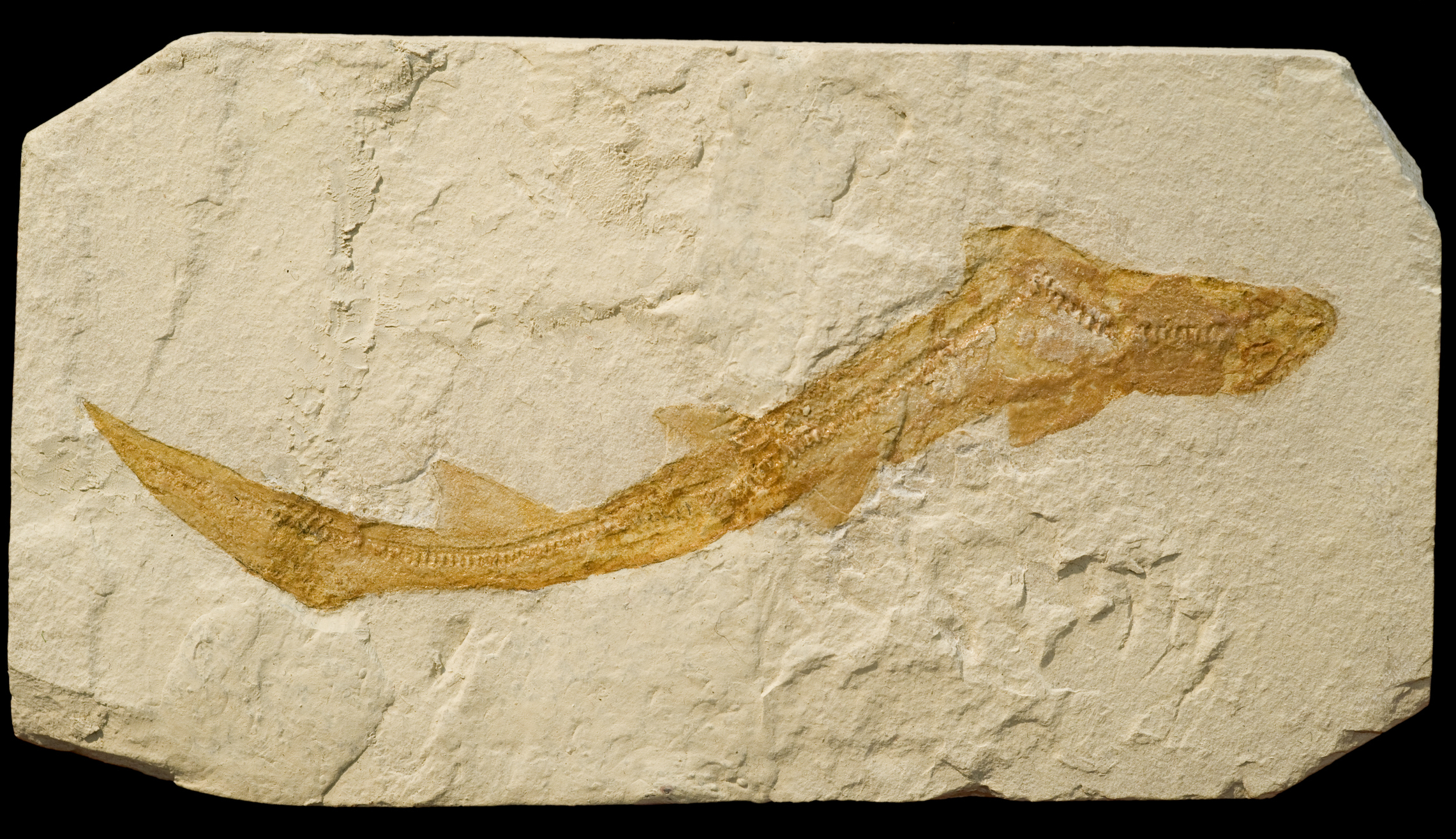 Fossilized fish embedded in a stone slab