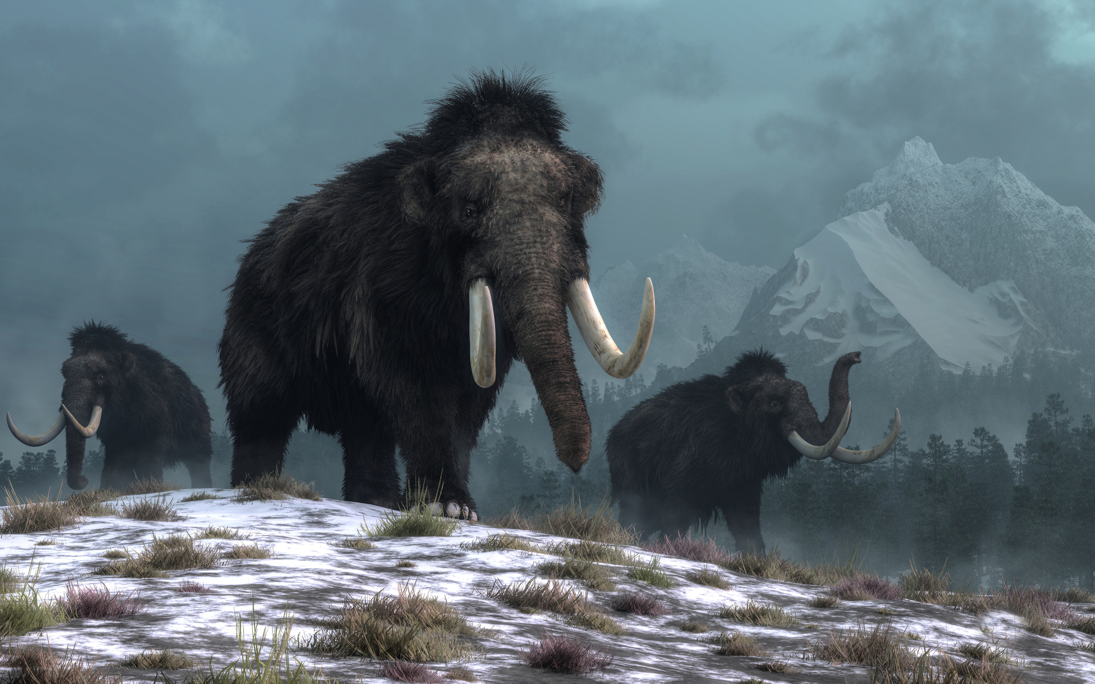 Illustration of three mammoths in a snowy landscape, evoking a sense of the Ice Age era