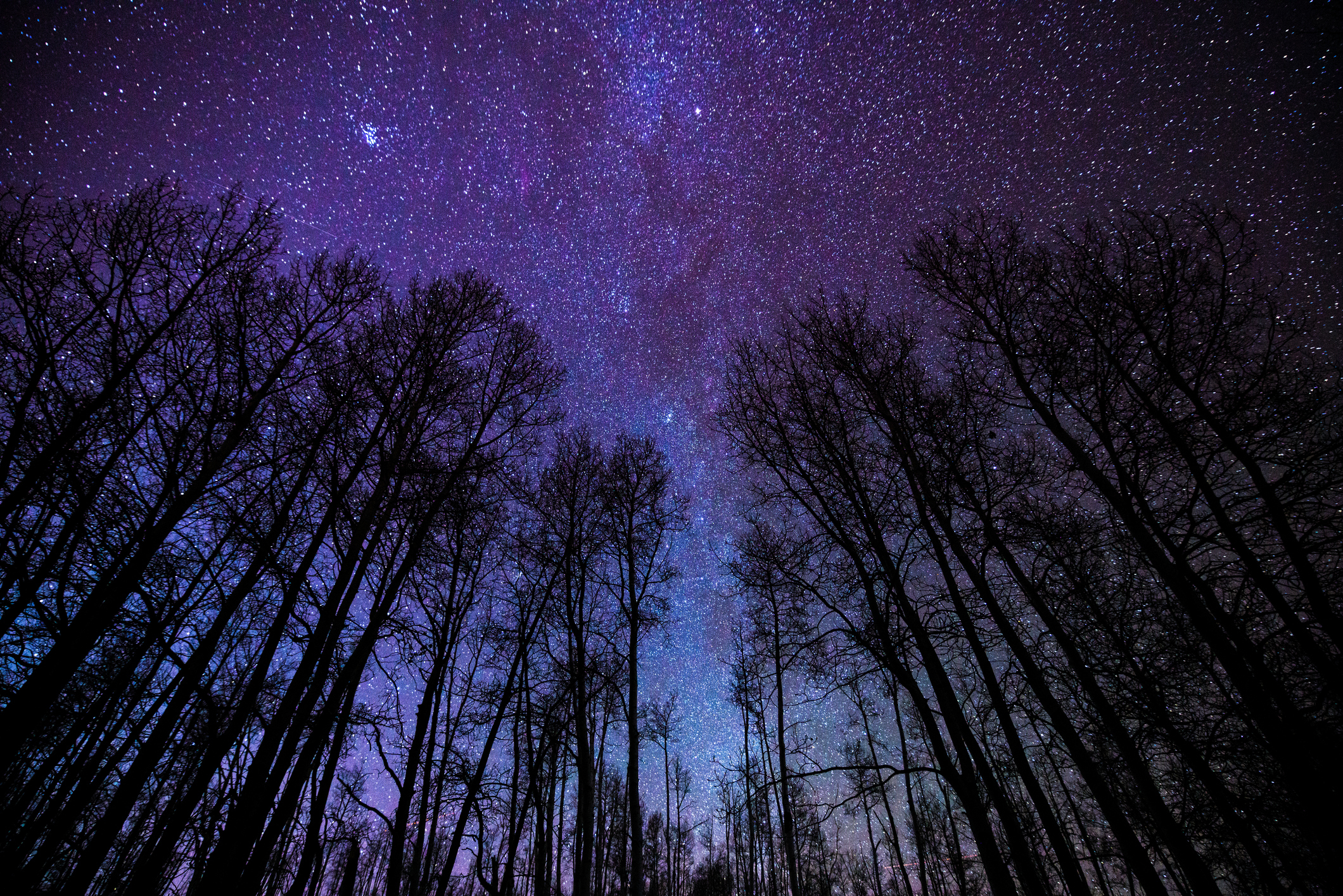 Starry night sky viewed from a forest clearing