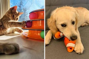 orange cat playing with a ball tower; golden retriever with a robotic clownfish toy