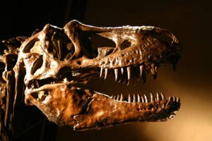 Tyrannosaurus rex skull fossil exhibited with spotlight highlighting its texture