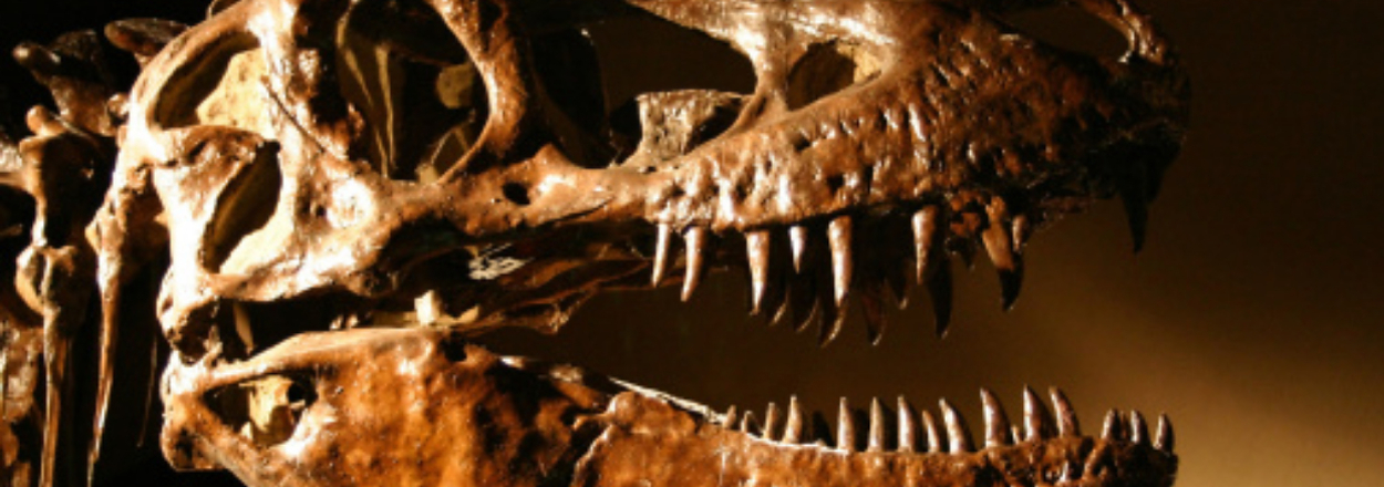Tyrannosaurus rex skull fossil exhibited with spotlight highlighting its texture