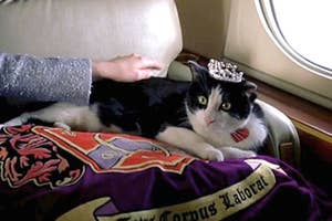 Fat Louie from "The Princess Diaries" on a plane sitting on a pillow and wearing a crown as someone reaches out to pet him.