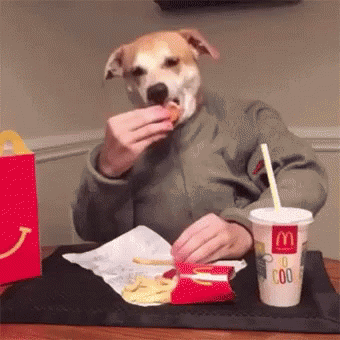 Perro con ropa sentado, comiendo comida de McDonald&#x27;s con manos humanas ayudando. Escena cómica para entretenimiento