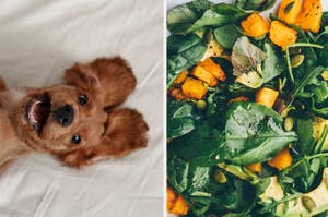 Dog lying on its back and a fresh spinach salad with pumpkin and seeds