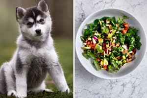 Split image: left side, a Siberian Husky puppy sits on grass; right side, a bowl of mixed vegetable salad