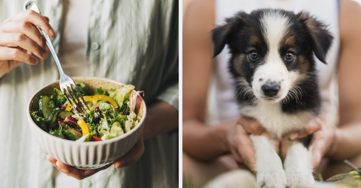 Build Your Signature Salad And We'll Reveal Which Puppy You Should Adopt