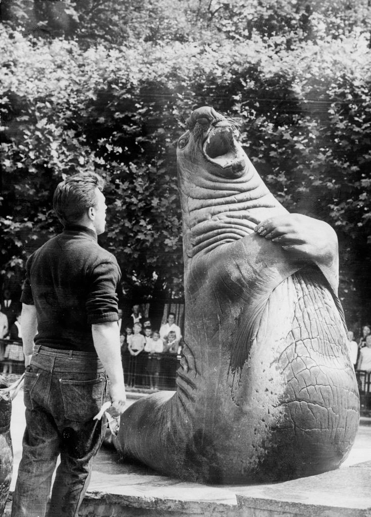 Person standing beside a large statue of a seal, which appears to be clapping
