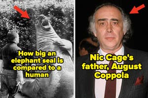 Left: Person standing next to a large elephant seal. Right: August Coppola wearing a suit
