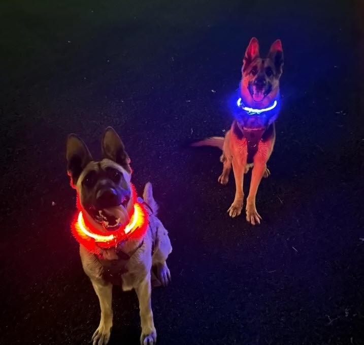a reviewer photo of two dogs wearing illuminated collars in a low-light setting
