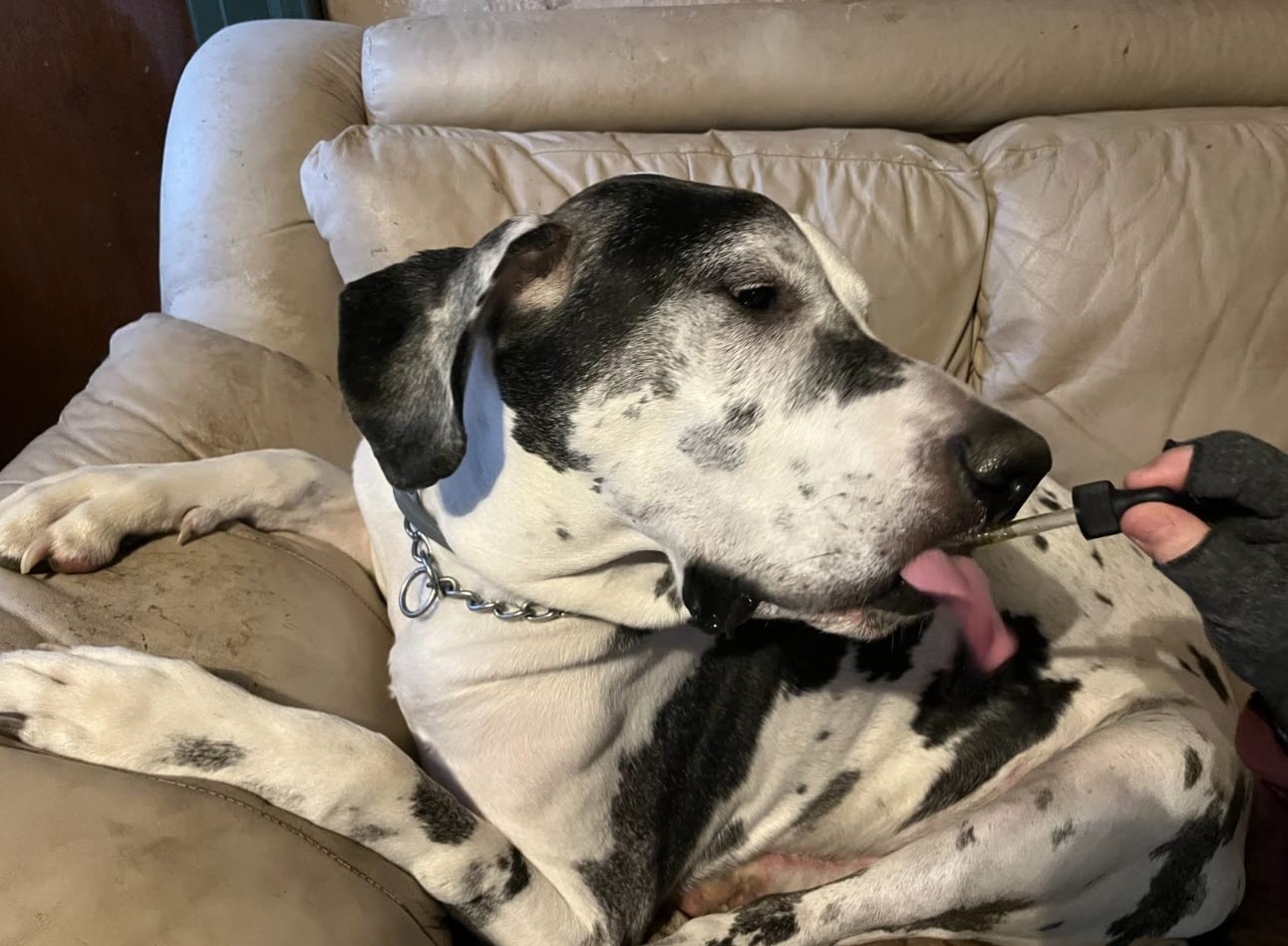 a reviewer photo of a large spotted dog sitting on a couch being given a dropper of the hemp oil