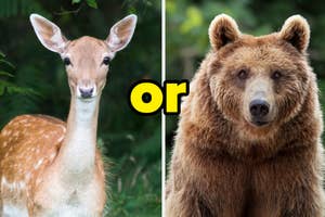 A deer on the left and a bear on the right with the word "or" in between them