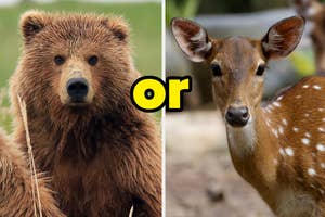 A bear on the left and a spotted deer on the right, with the word "or" in the center, implying a choice between the two