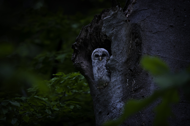 Owl peeking out from a tree hollow at dusk, surrounded by foliage