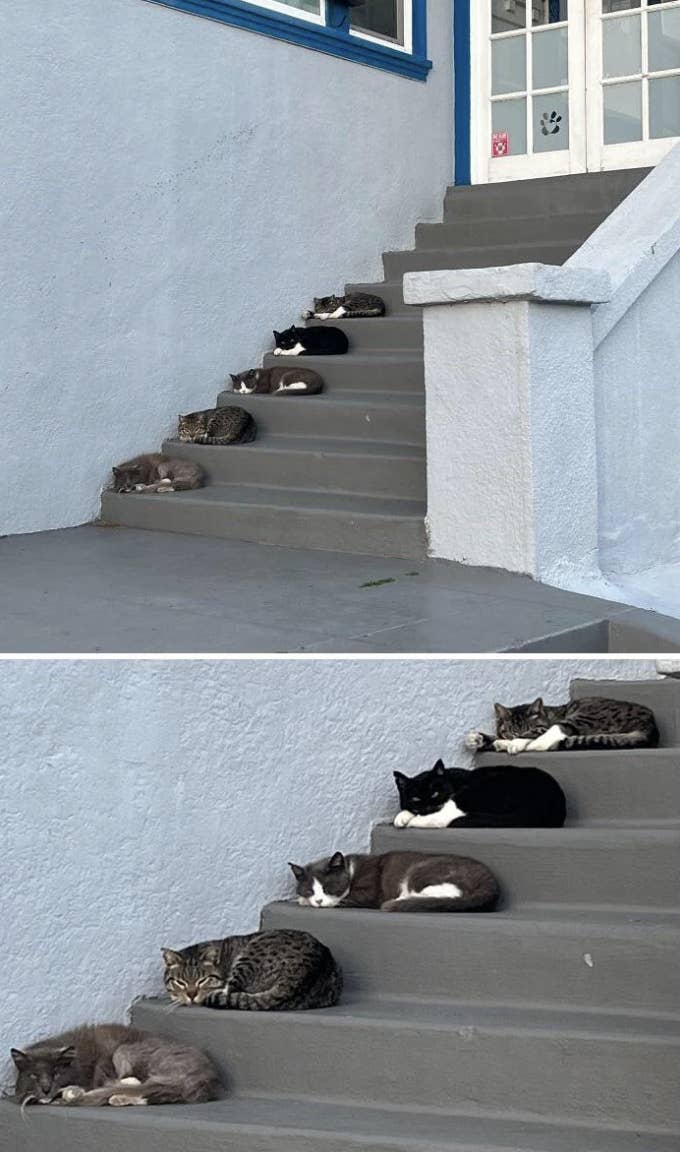 Several cats resting at different levels on an outdoor staircase