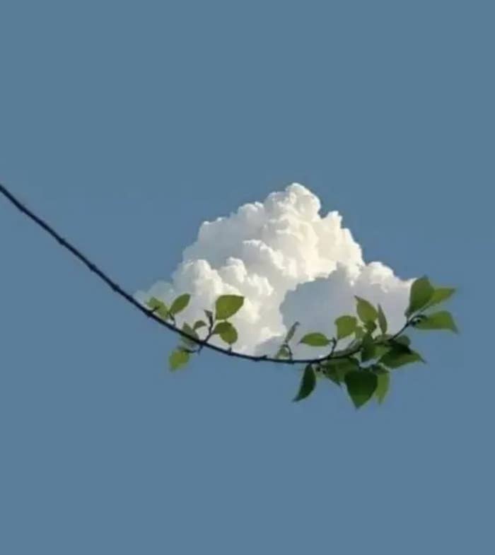 Tree branch with leaves appearing to support a cloud in the sky