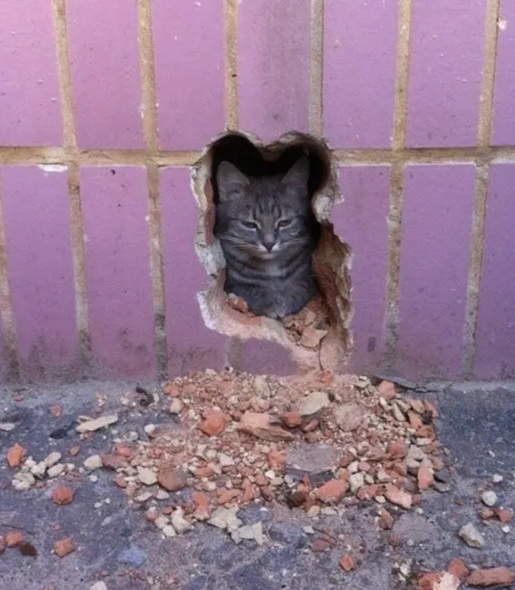 A cat peeking through a heart-shaped hole in a purple wall