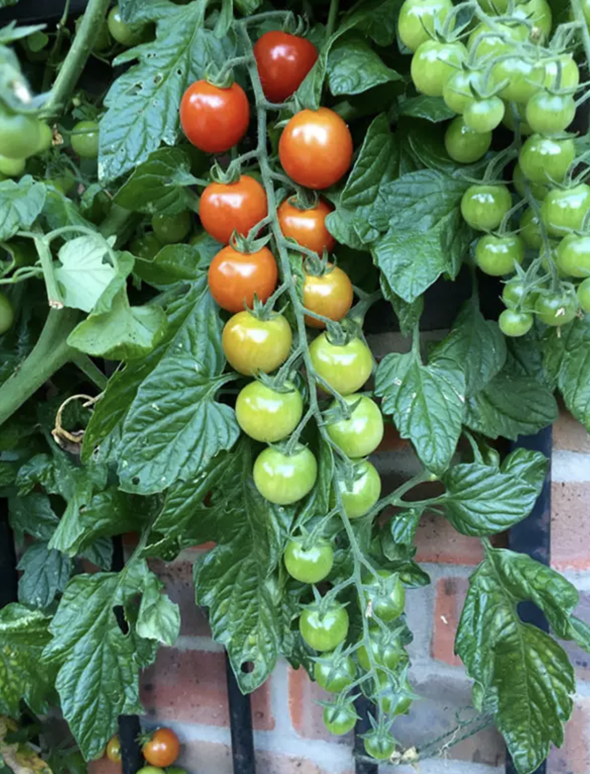 Cherry tomatoes ripening on vine, with a mix of red and green fruits against a brick wall background