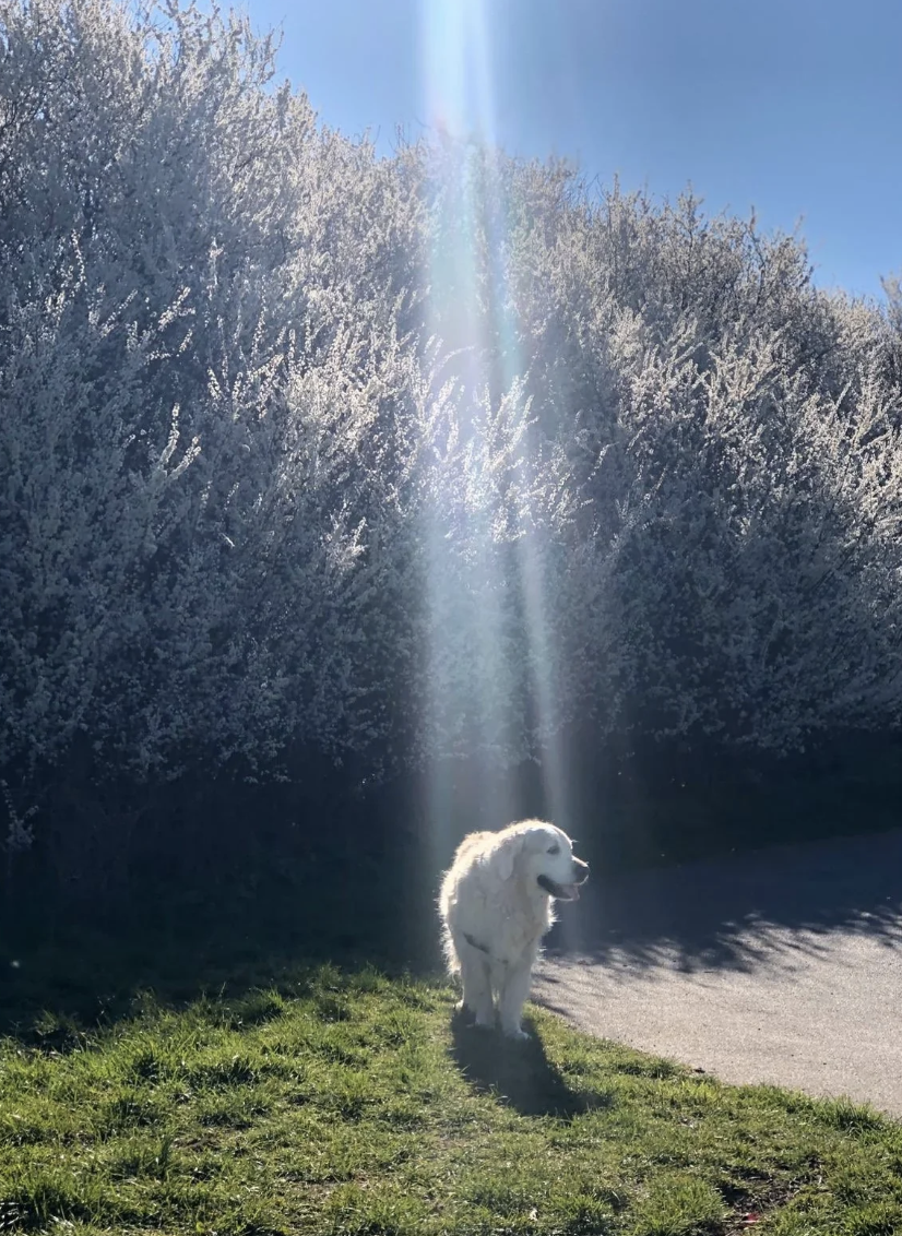 A dog in sunlight with trees in the background