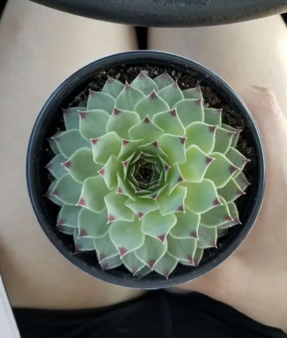 Succulent plant with pointed leaves in a pot held between a person&#x27;s knees