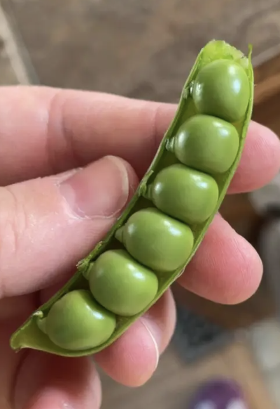 Hand holding an open pea pod with six visible peas inside