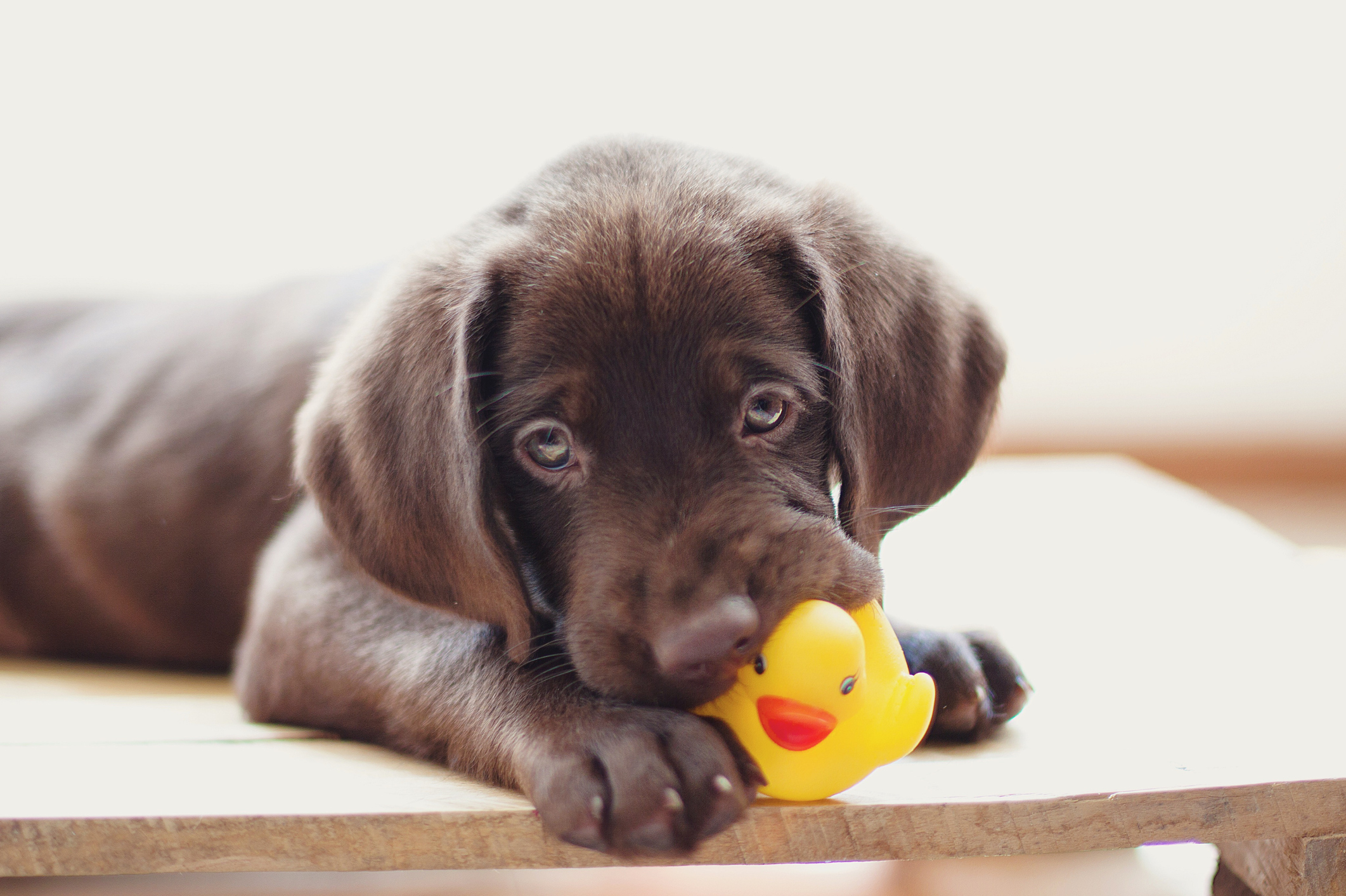 Brown puppy lies on floor biting a yellow rubber duck, looking at the camera
