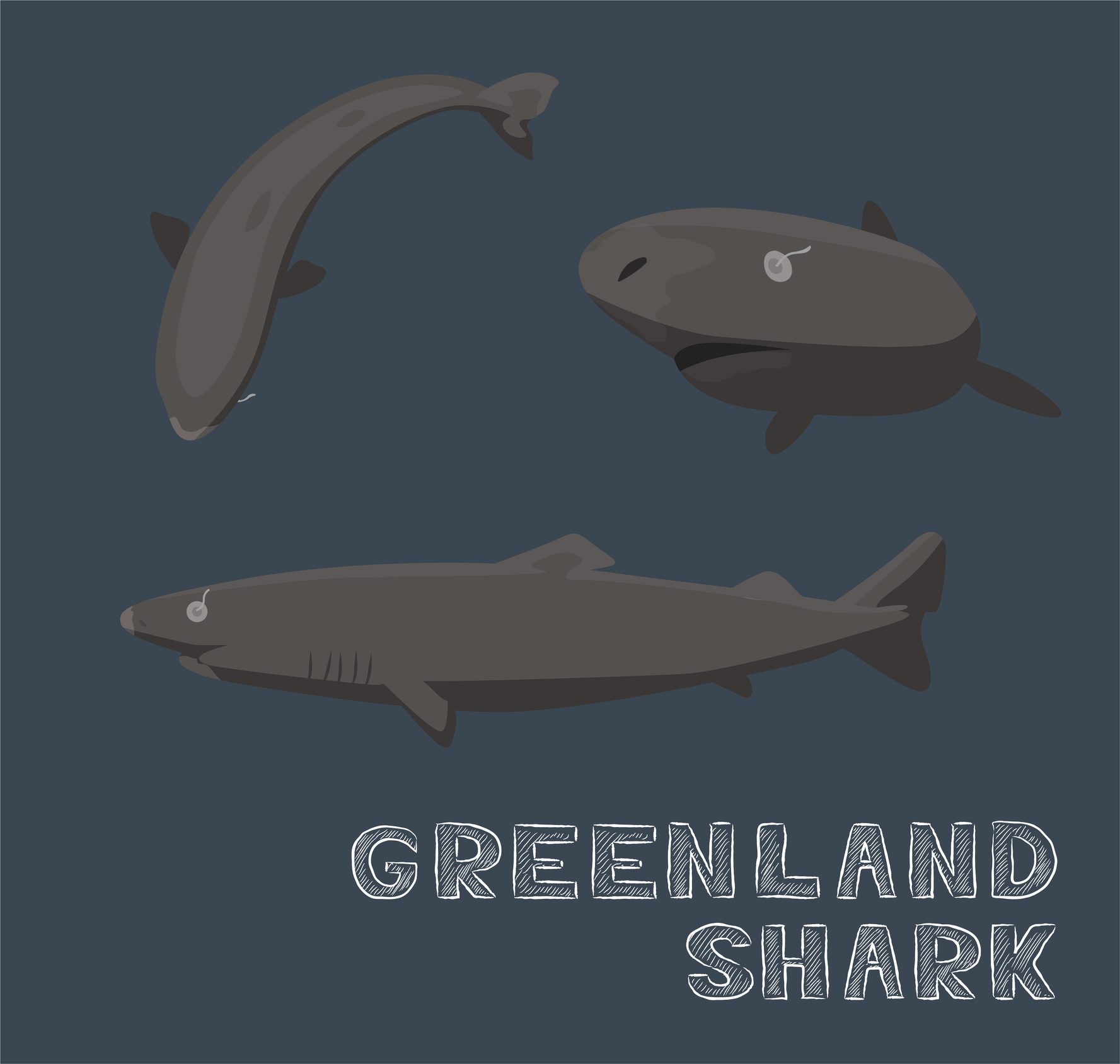 Illustration of three Greenland sharks swimming, with the caption &quot;Greenland Shark&quot; below them