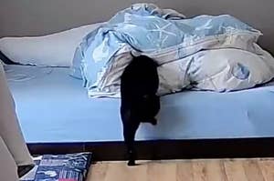 寝室にいる猫がベッドの上でくつろいでいます。