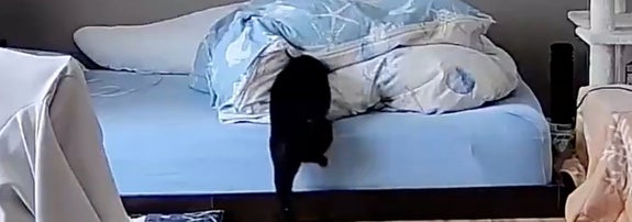 ベッドの上に黒い猫が歩いている部屋の監視カメラの映像です。
