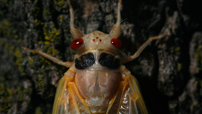 Close-up of a cicada on tree bark, showcasing its detailed features and textures