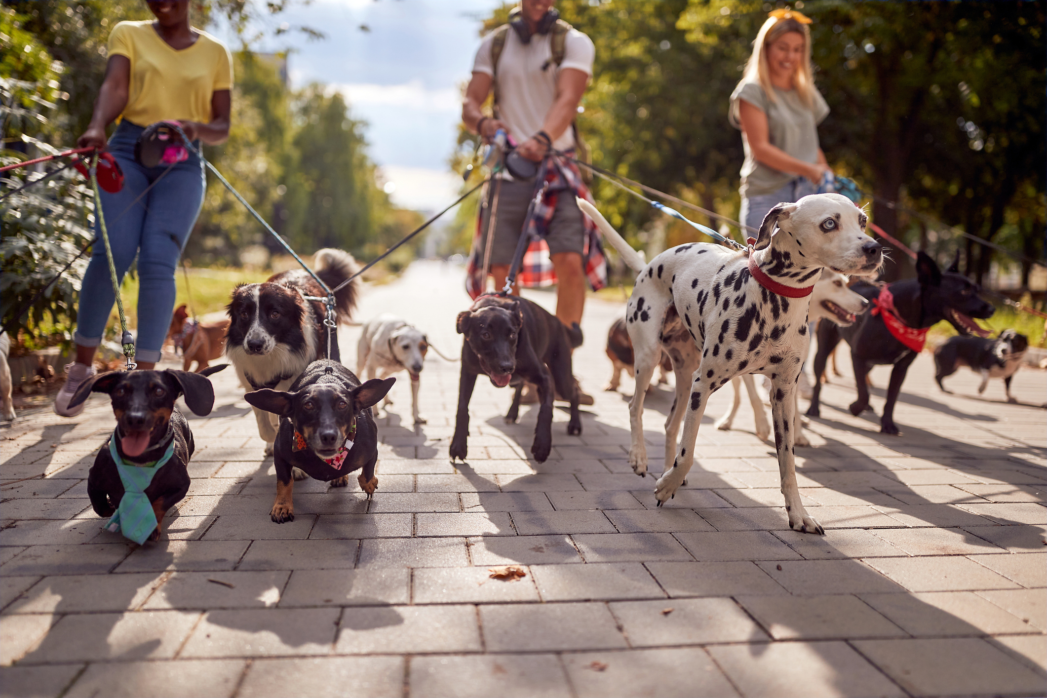 Group of dogs being walked by people on a sunny day, suggesting pet-related jobs or services