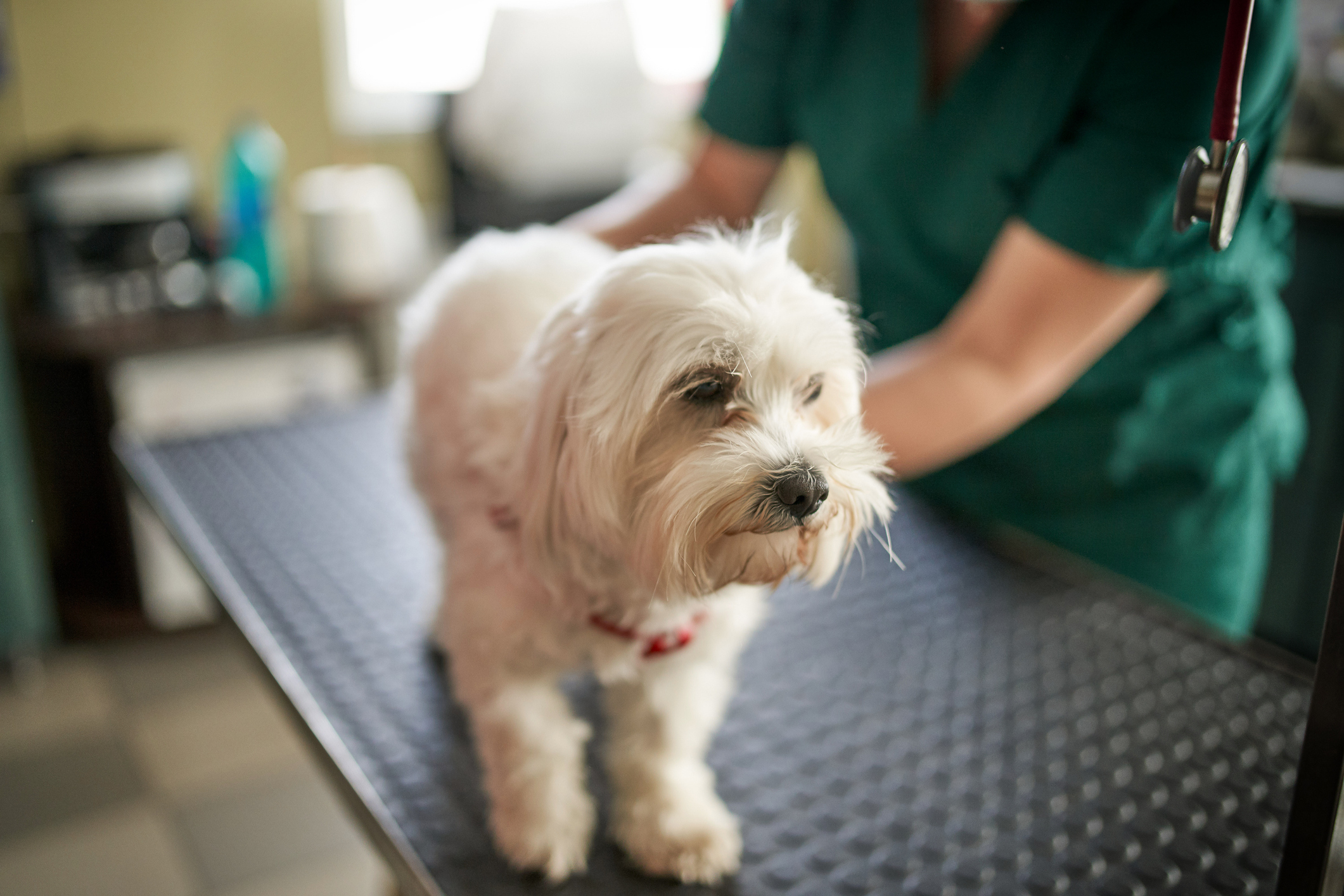 Small white dog on vet&#x27;s table with a person in green scrubs standing next to it