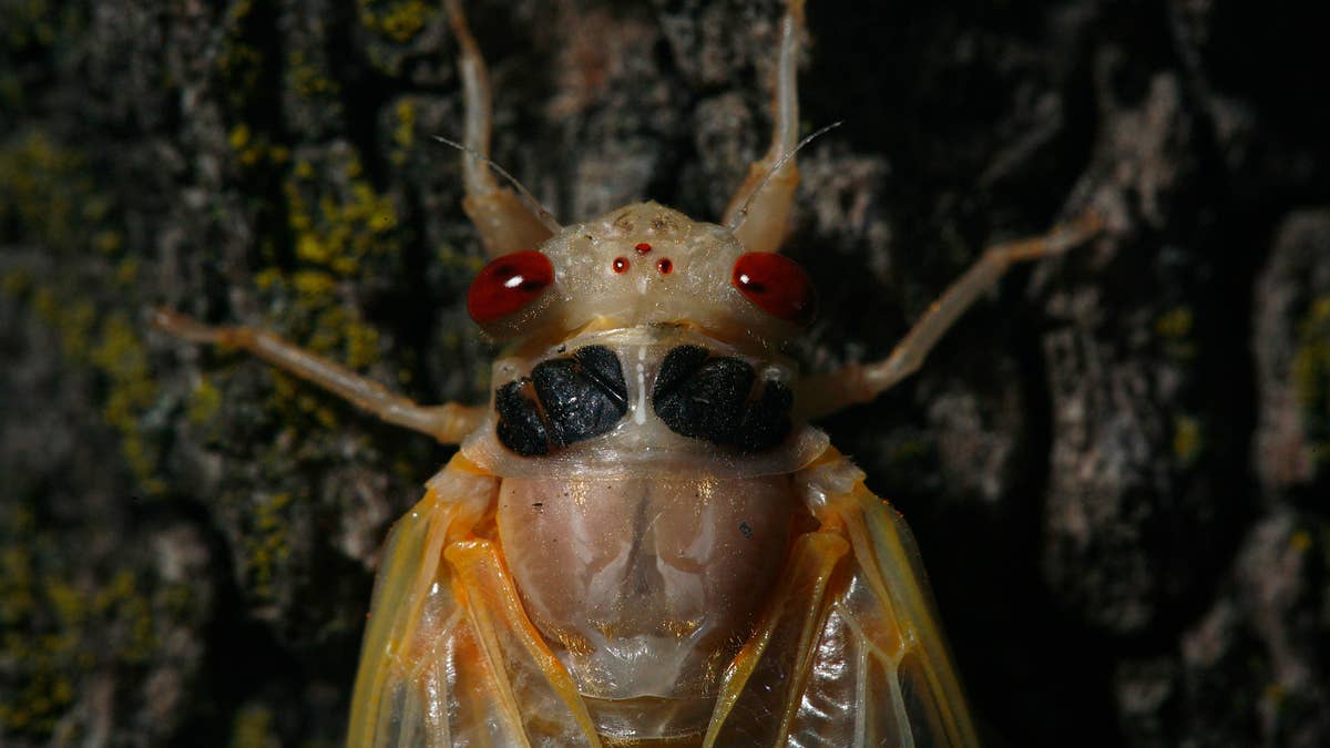 Brood XIX cicadas are currently making their presence known in South Carolina, Alabama, Georgia, and elsewhere.