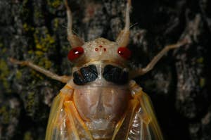 Close-up of a cicada on tree bark, showcasing its detailed features and textures