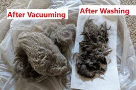 Comparison of pet hair collected after vacuuming and washing, suggesting efficacy of cleaning methods