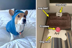 A dog on a bed vs dog toys and bed