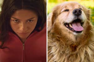 On the left, Zendaya as Tasi in Challengers, and on the right, a golden retriever