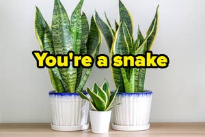Two potted snake plants with an overlay text saying "You're a snake"