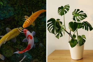 Two images: Left shows koi fish in a pond, right displays monstera plant in pot indoors