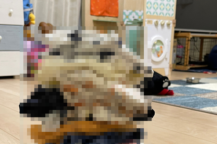 部屋の中でぼやけた小動物が写っていますが、特定の詳細は識別できません。