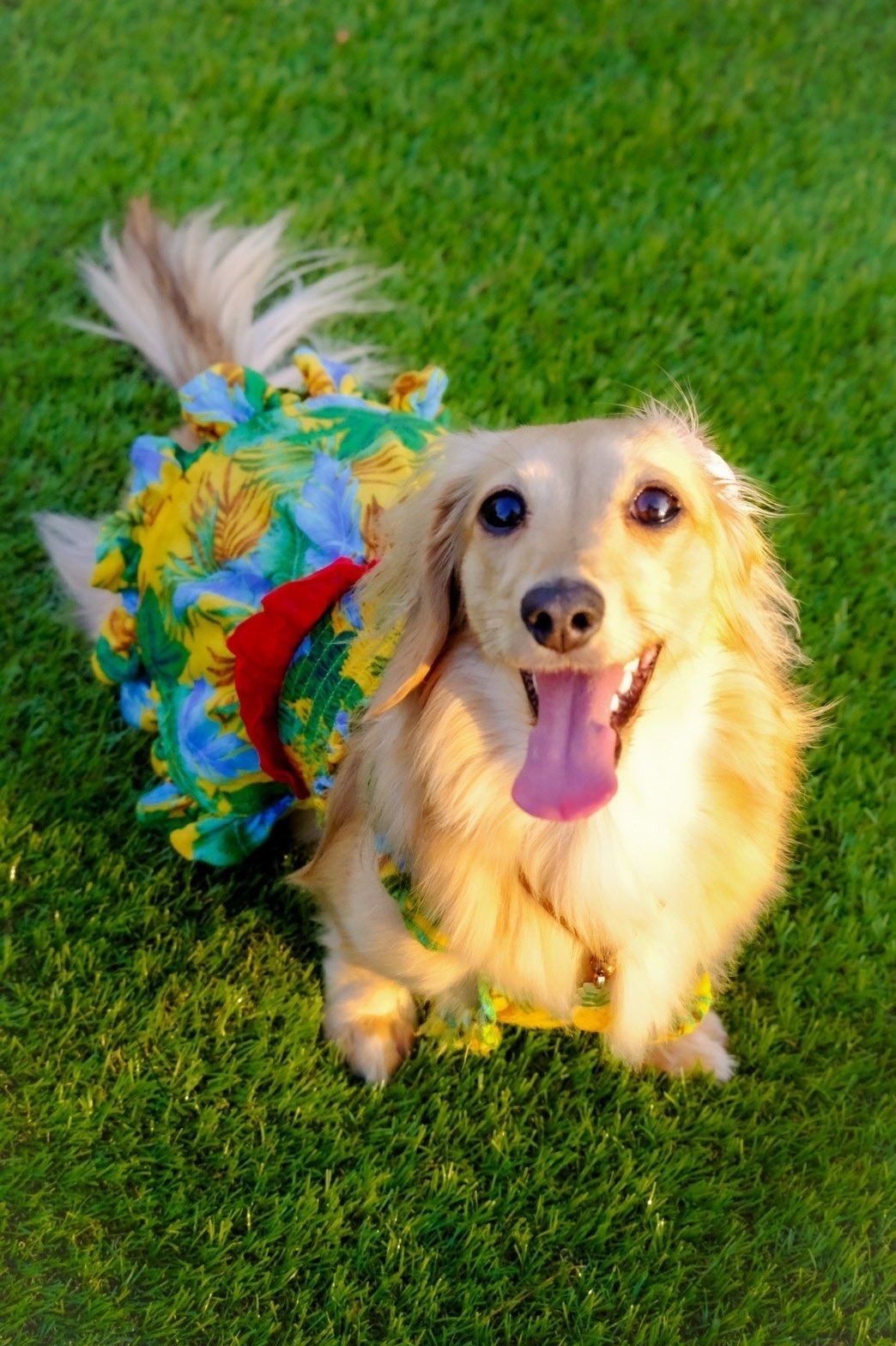 草地にいるアロハシャツを着た笑顔の「ちゃちゃ」ちゃん