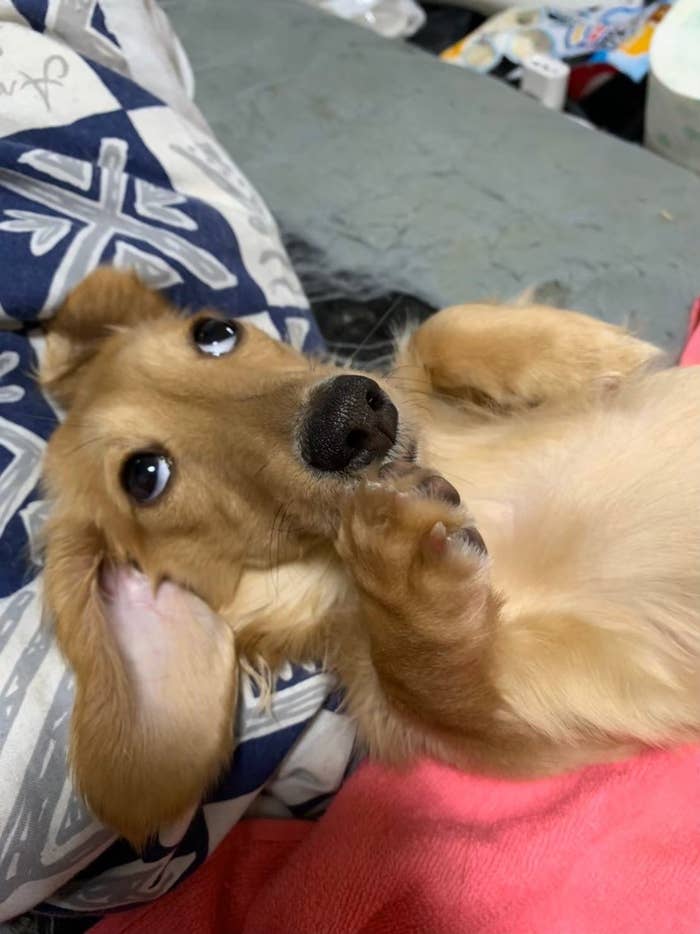 ミニチュアダックスフンド「ちゃちゃ」ちゃんのすっとぼけ顔